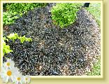 StValery_LLA_14.05.2015 (33)